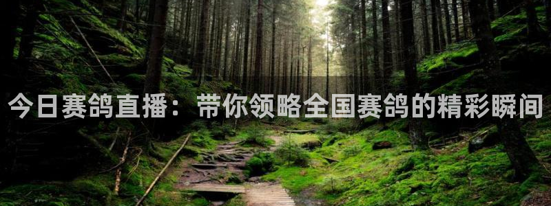 五星体育直播回放观看：今日赛鸽直播：带你领略全国赛鸽的精彩瞬间